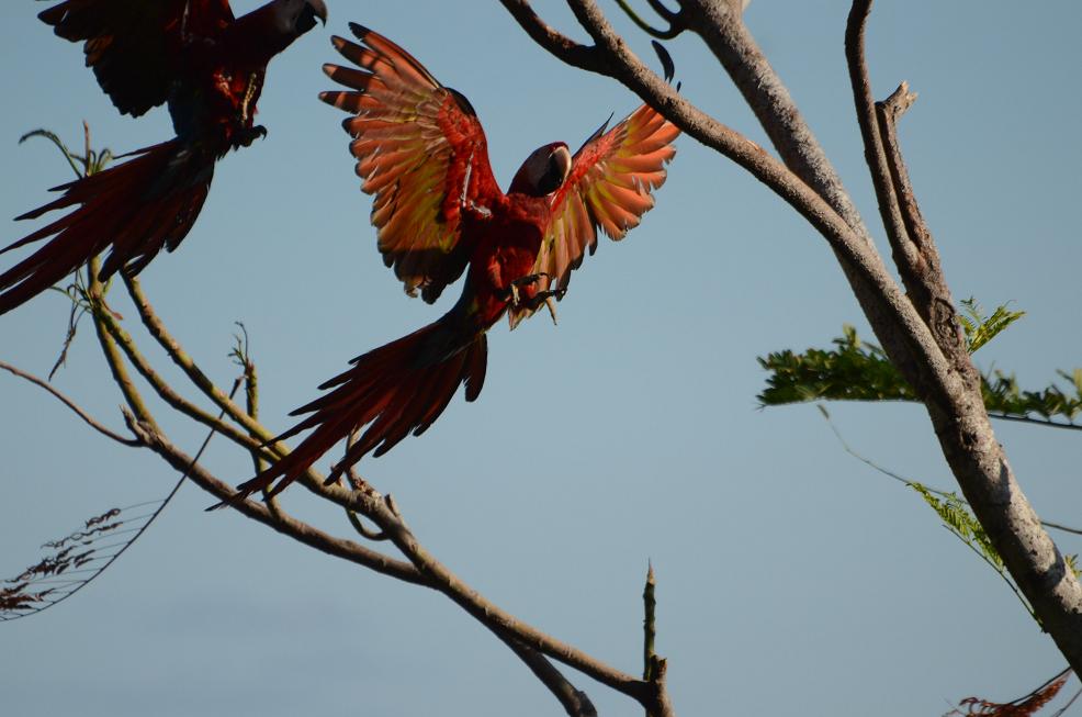 macaws