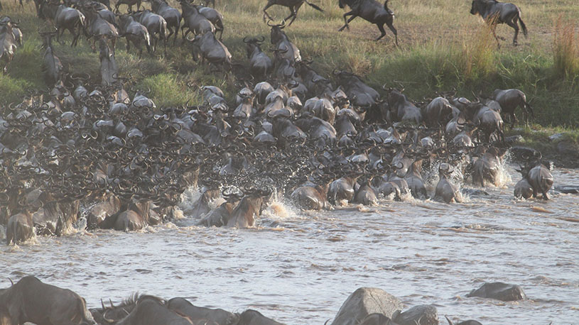 Annual Wildebeest Migration
