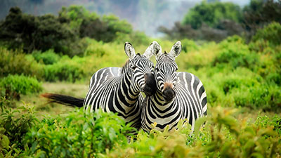Amboseli National Park Zebra