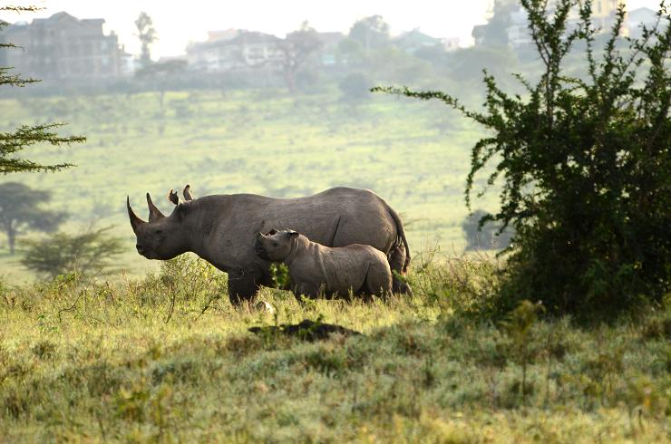 african safari black rhino