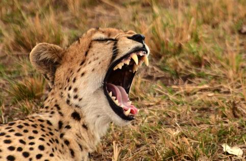 african safari cheetah 