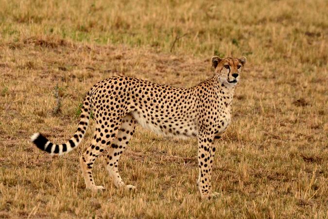 african safari cheetah