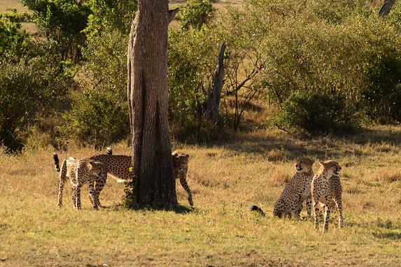 african safari cheetah