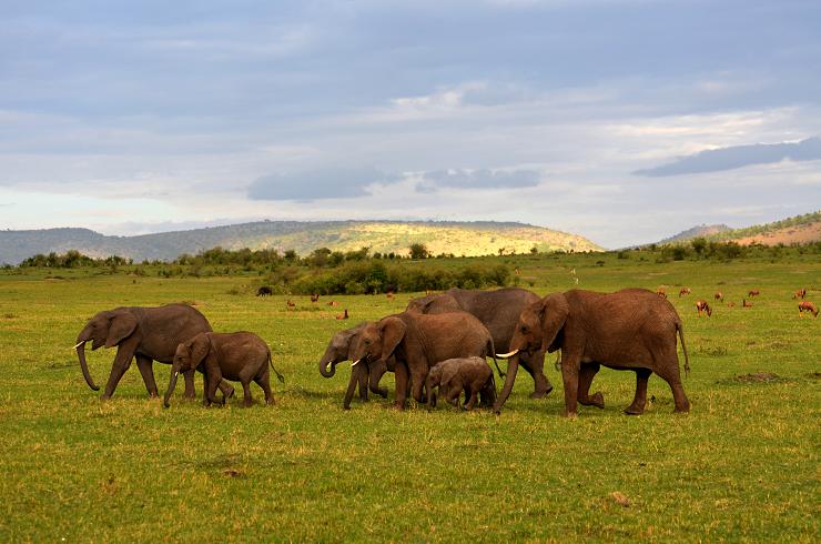 african safari elephants