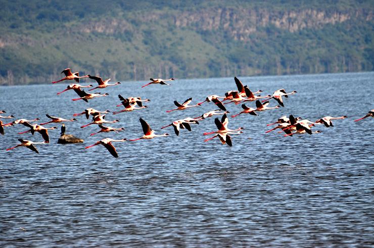 african safari pink flamingo nakuru