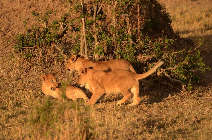 african safari lion cubs