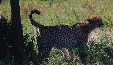 cheetah