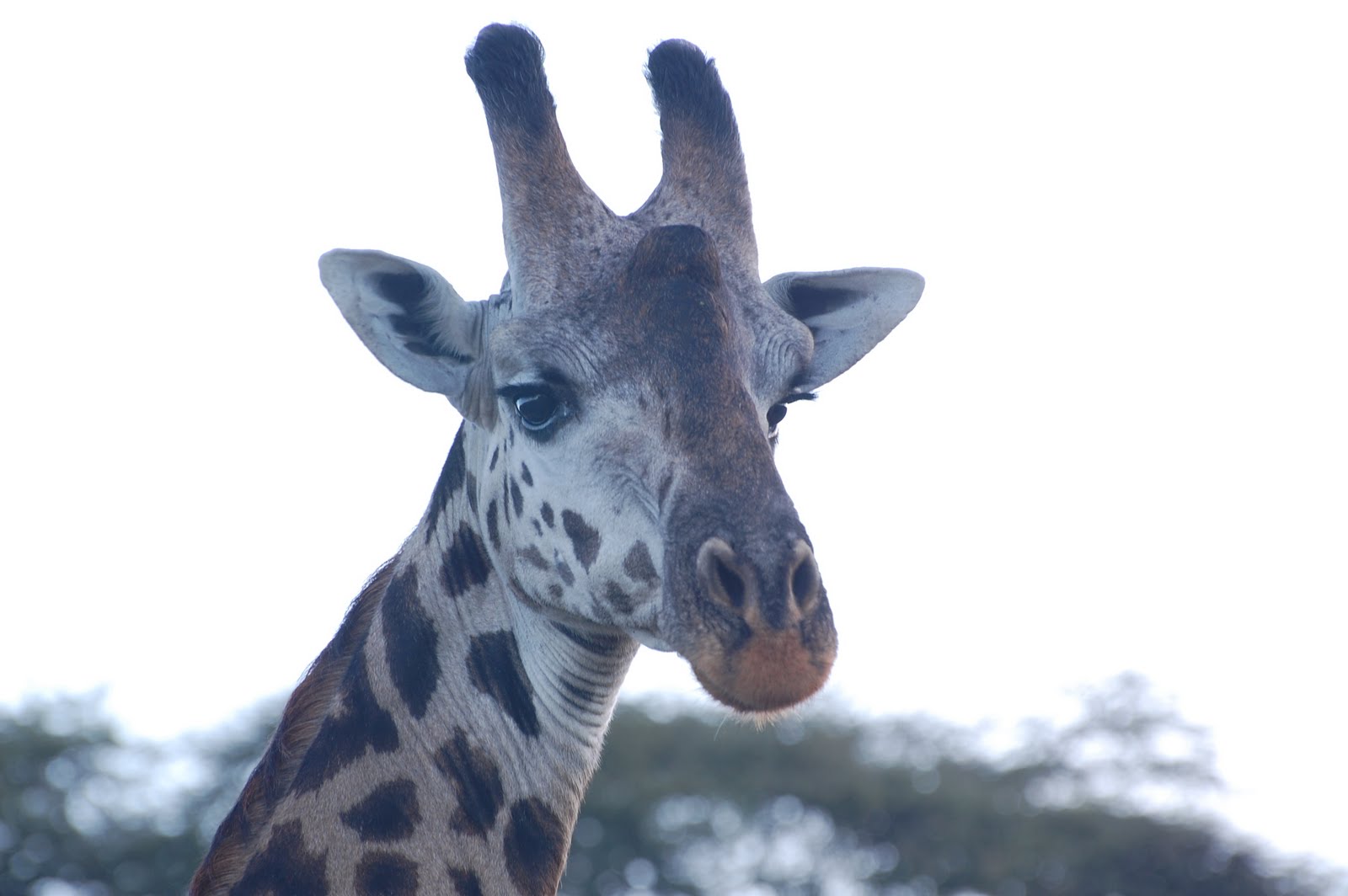 giraffe head