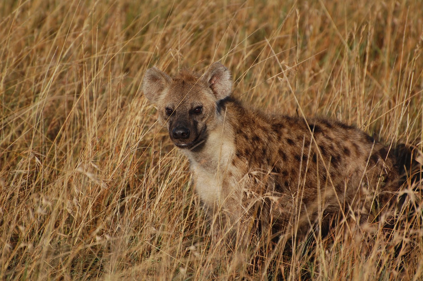 hyena