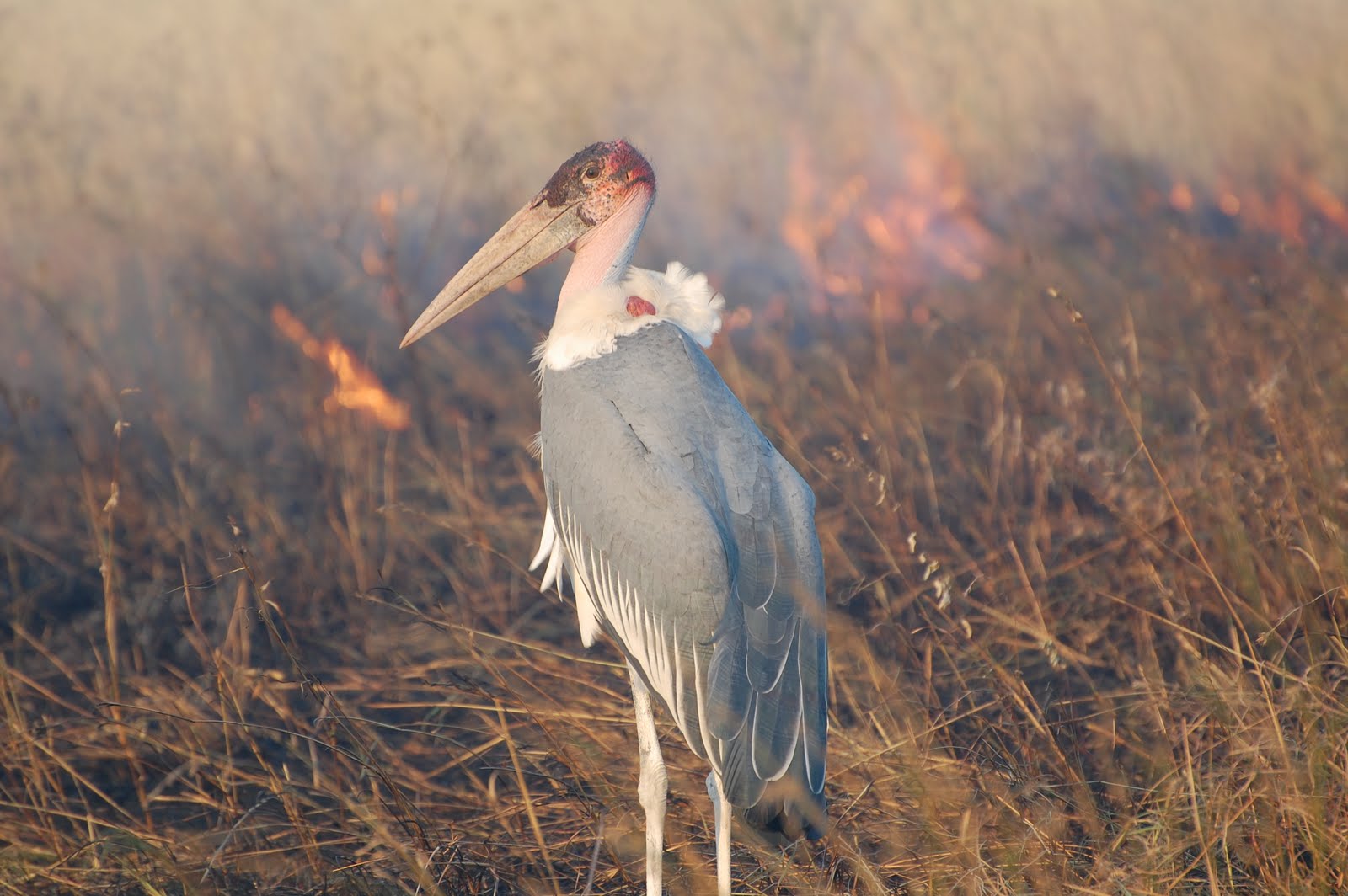 adjutant stork