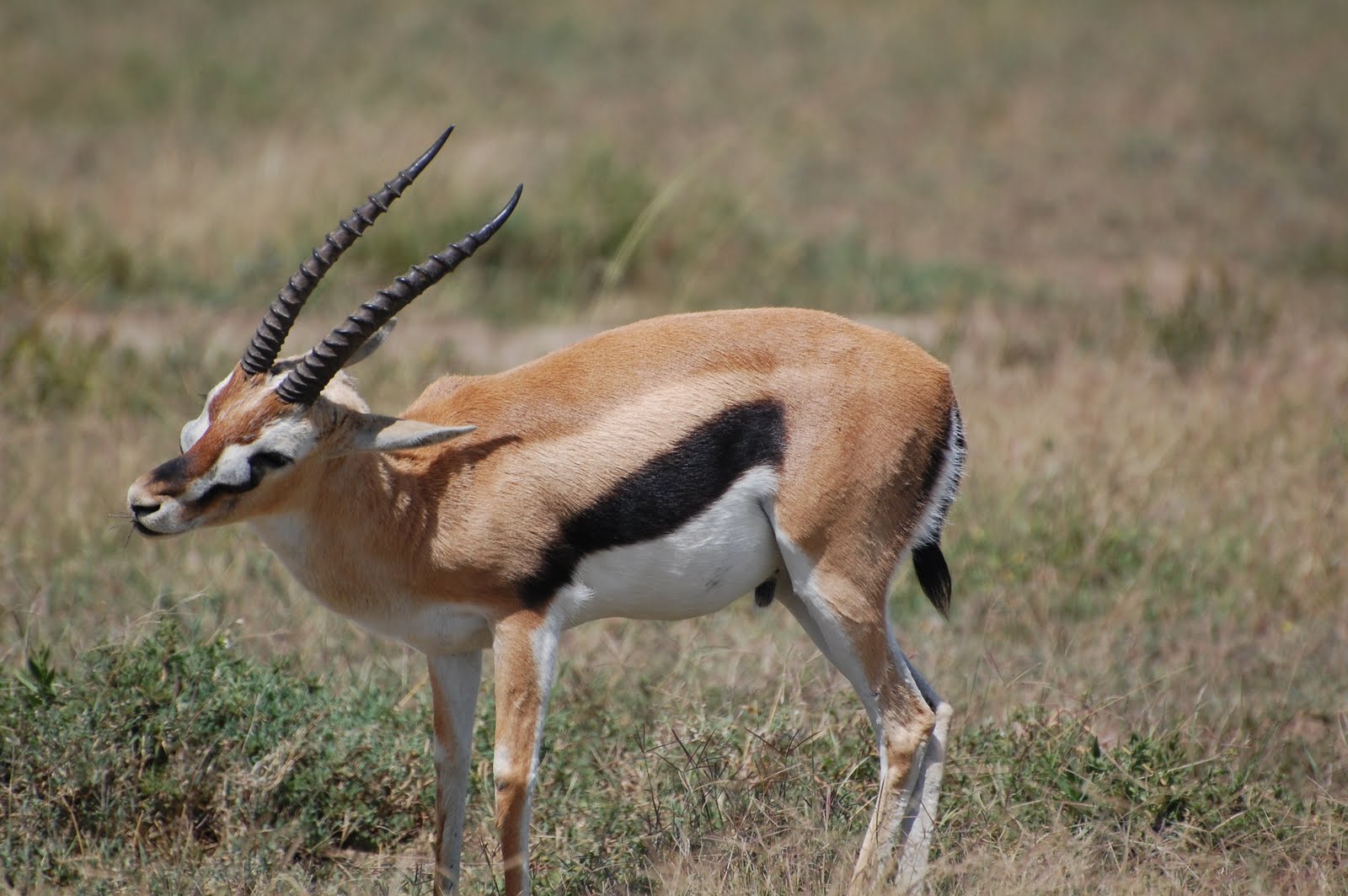 gazelle