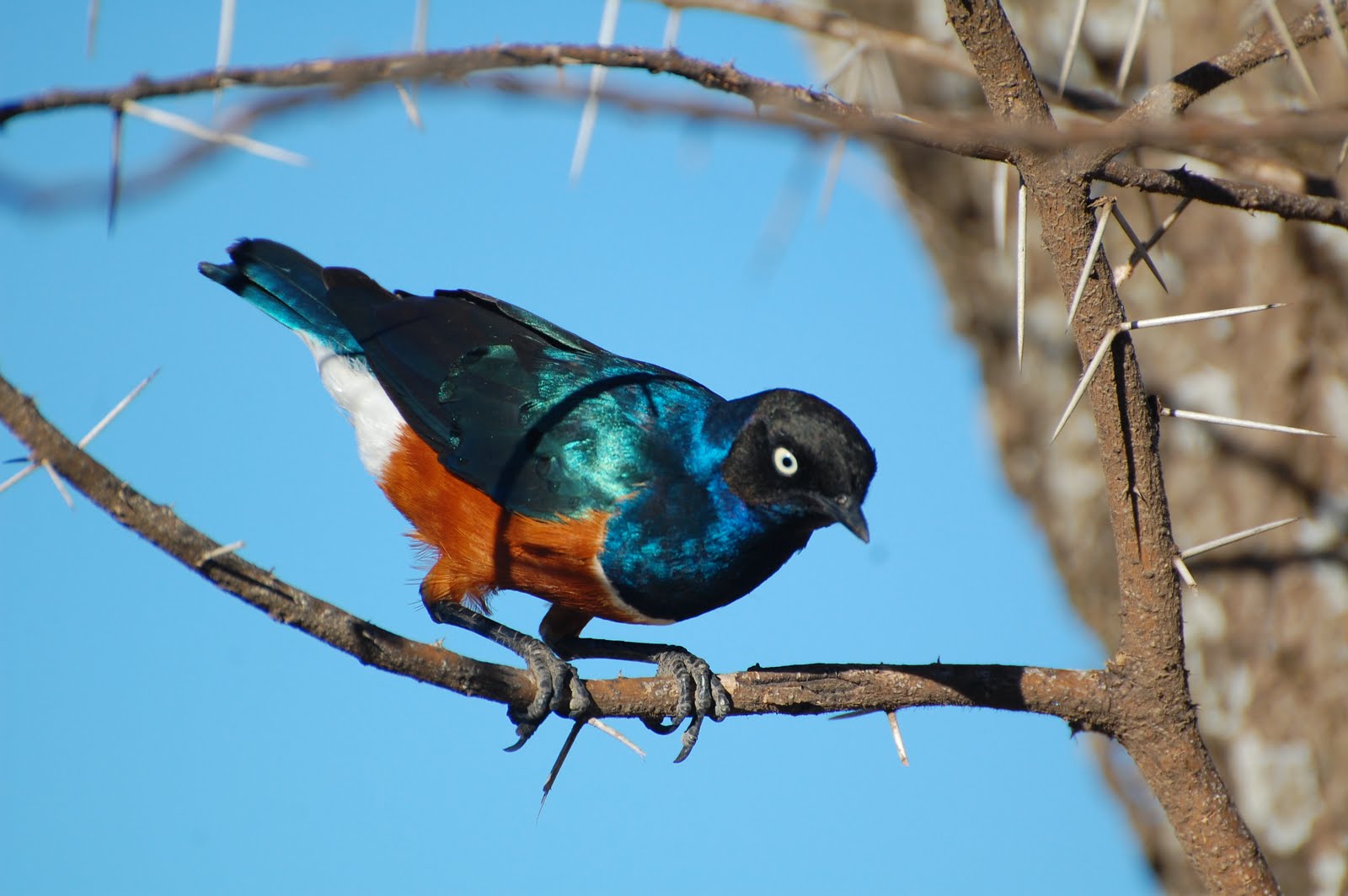 superb starling