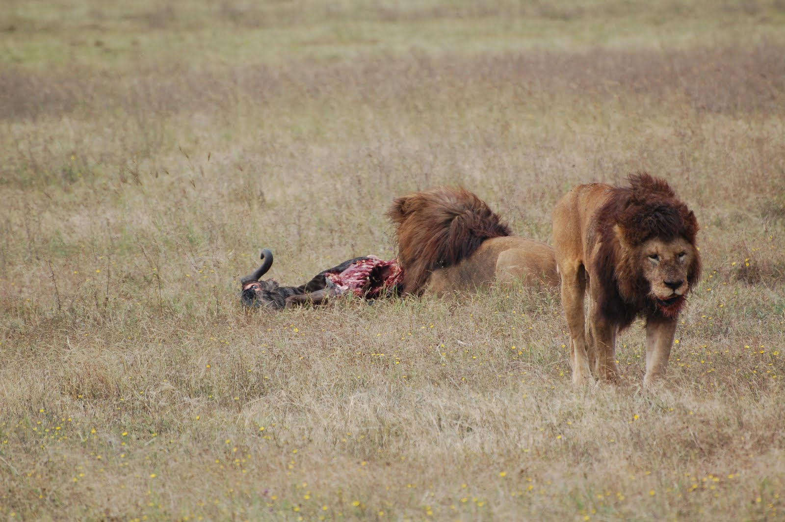 lions