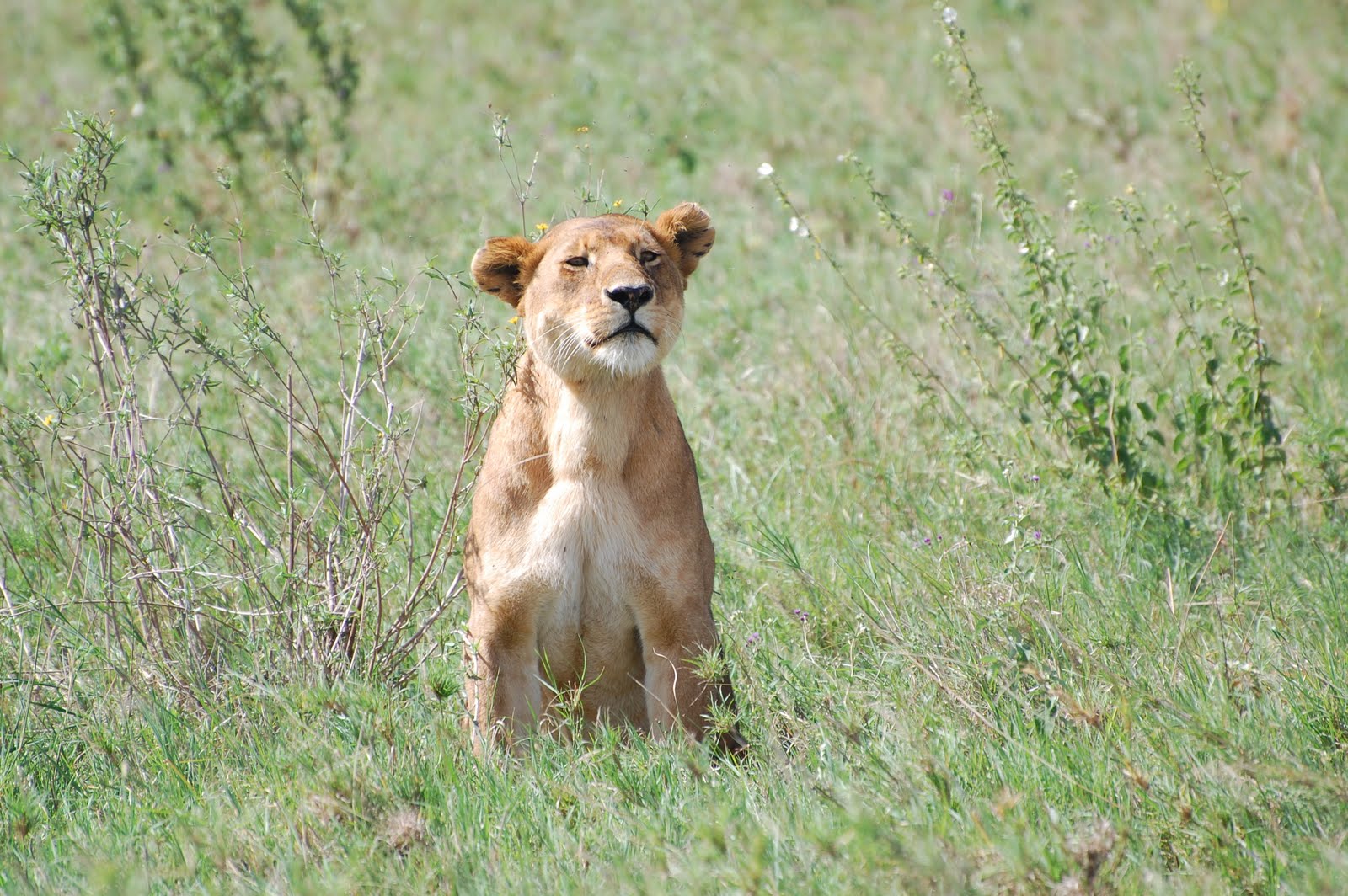 lion cub