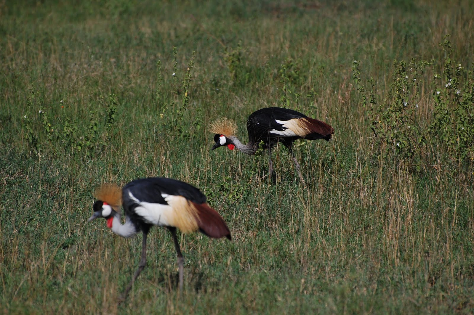 crowned crane