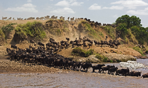 wildebeest migration