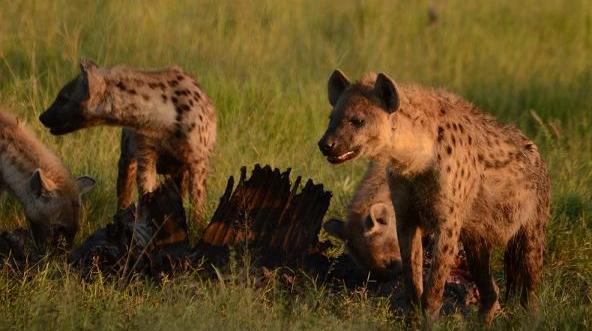africa spotted hyena