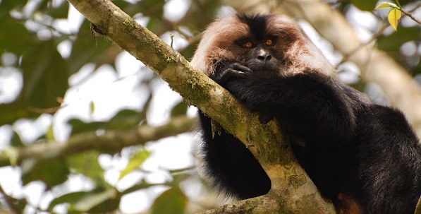 india lion tailed macaque