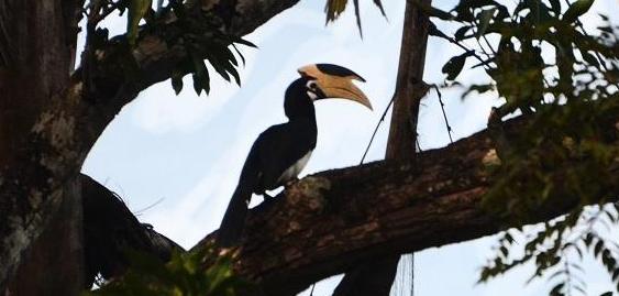 pied hornbilll india