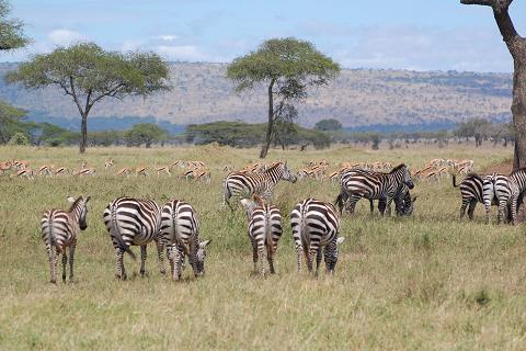 africa zebra